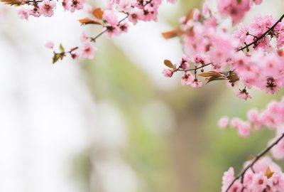 selective focus photography of pink sakura